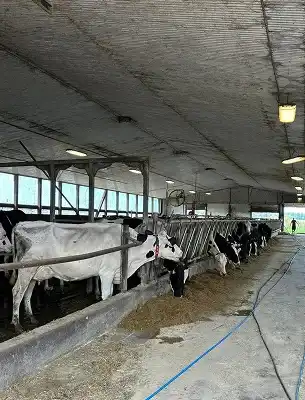 dirty barn with dirt, grass and animal crap smeared on