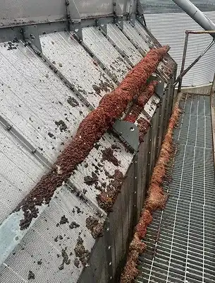 dirty silo fence with mold, dirt and grain product everywhere